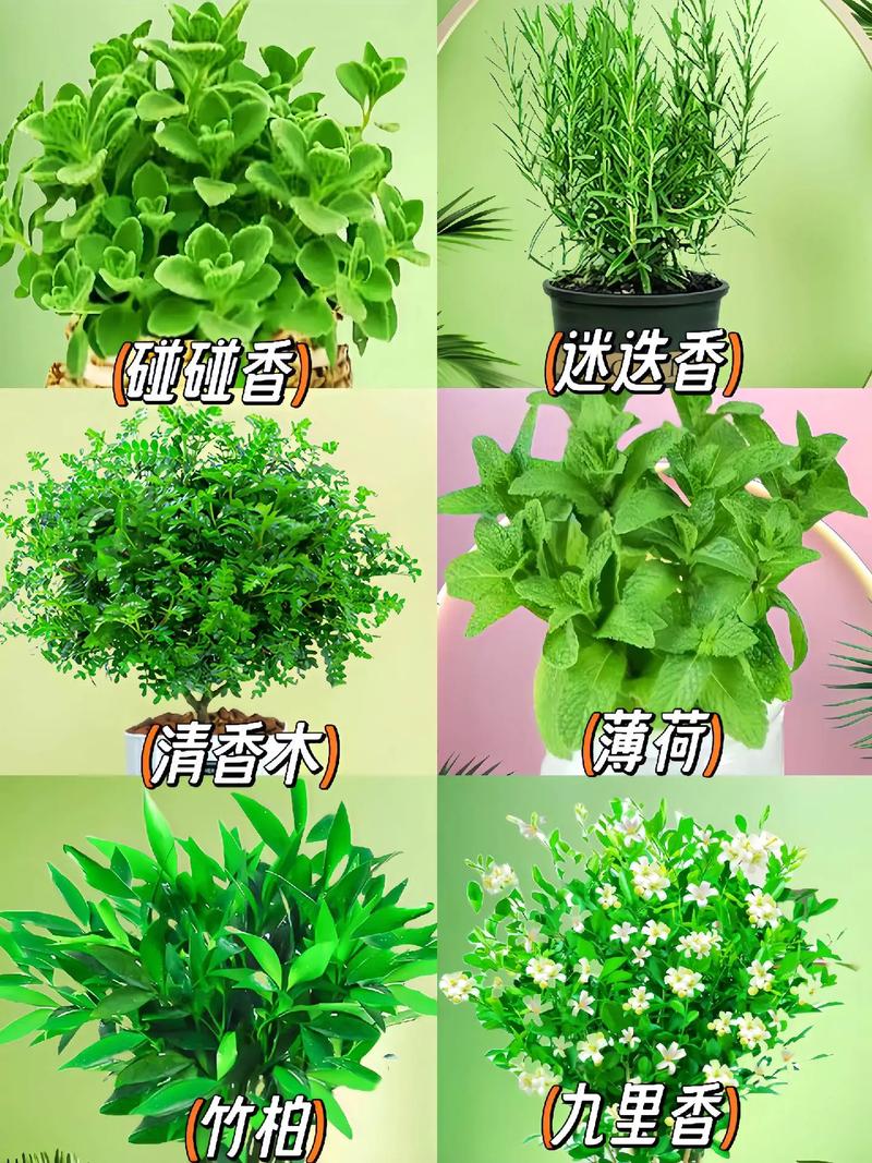 夏天种什么植物比较合适