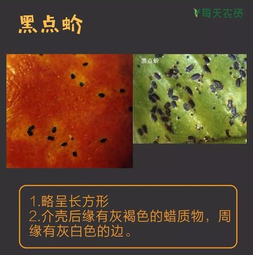 佛莲的害虫及防治方法