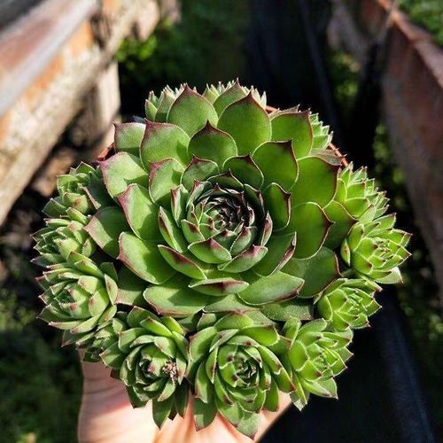 佛座莲的养殖方法