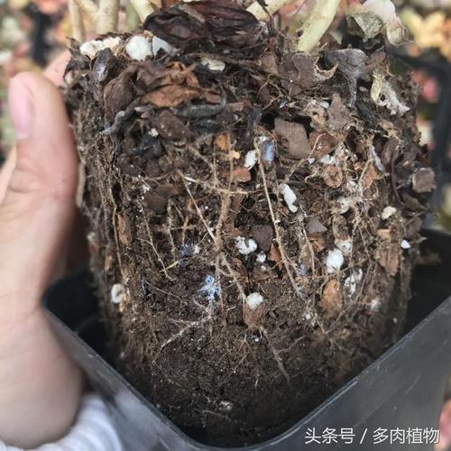 佛座莲长介壳虫了怎么办