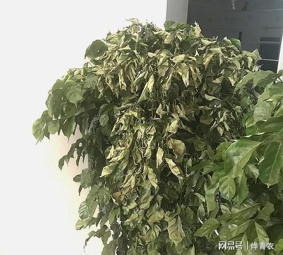 幸福树掉叶子一碰就掉,怎么补救