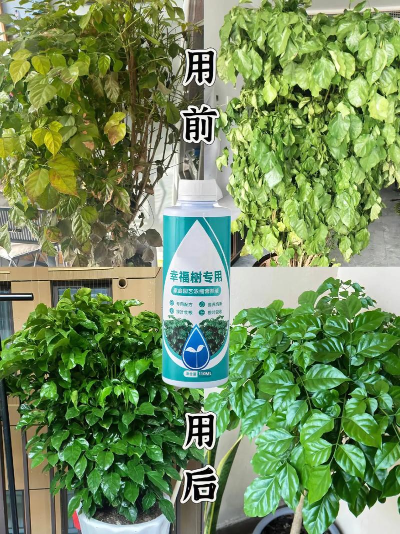 幸福树掉叶子一碰就掉怎么补救