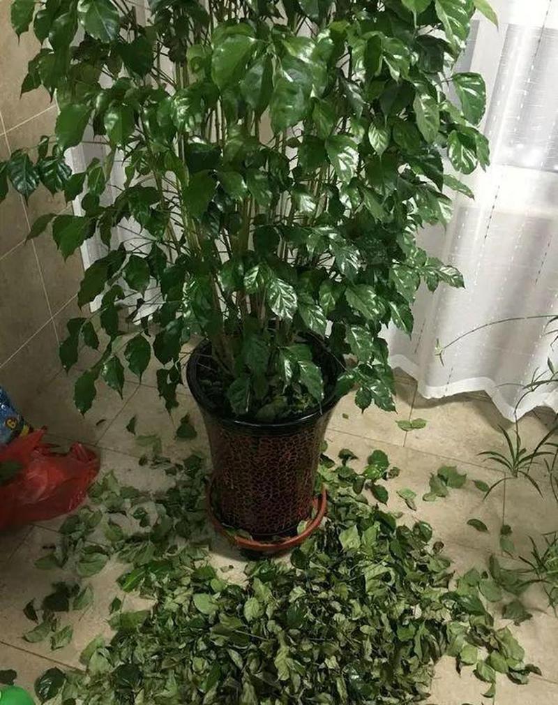 幸福树一碰就掉叶子怎么挽救