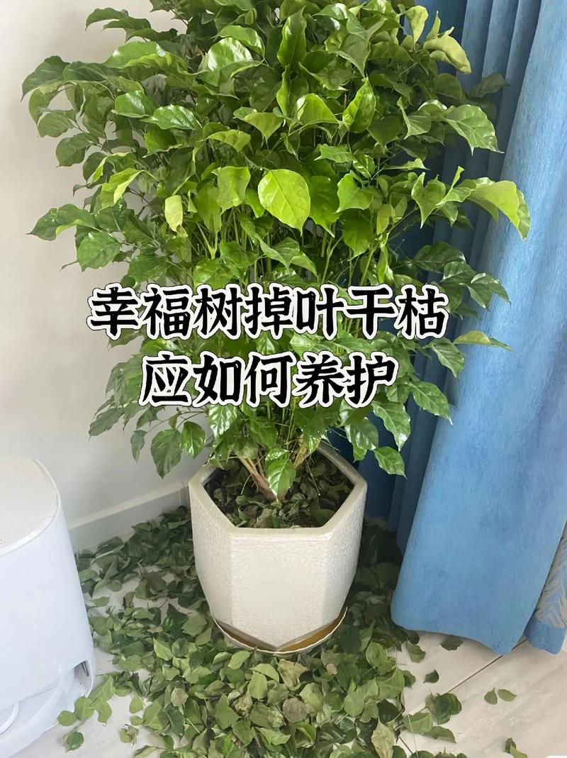 幸福树的叶子一碰就掉了,怎么办啊?
