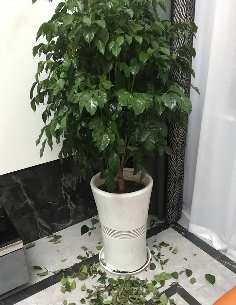 幸福树掉叶子一碰就掉是怎么回事