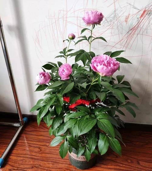 芍药扦插多长时间开花