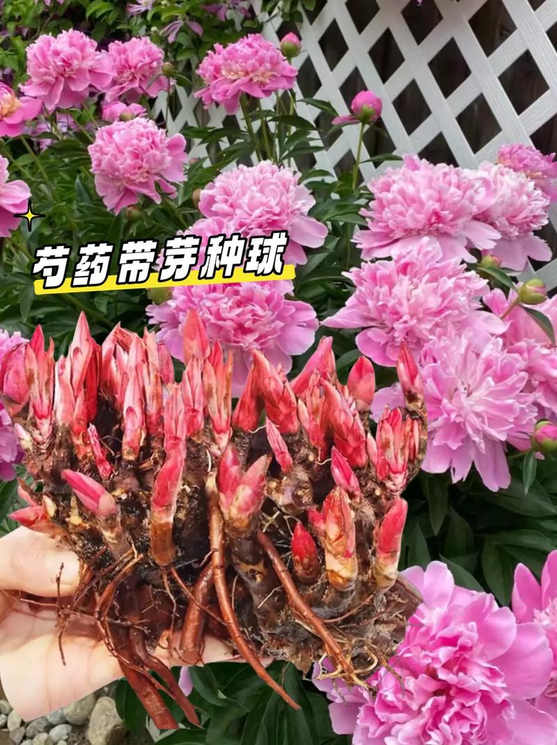 芍药根种下多久开花