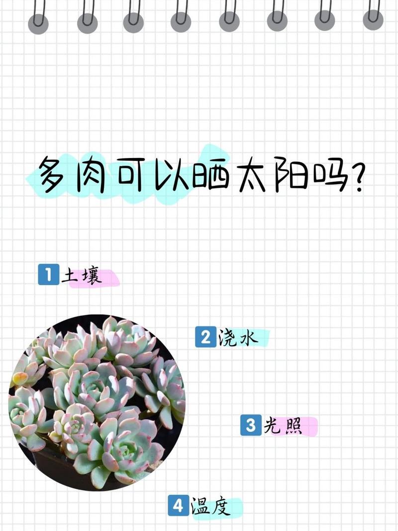 多肉可以天天晒太阳吗多肉每天都晒太阳行吗