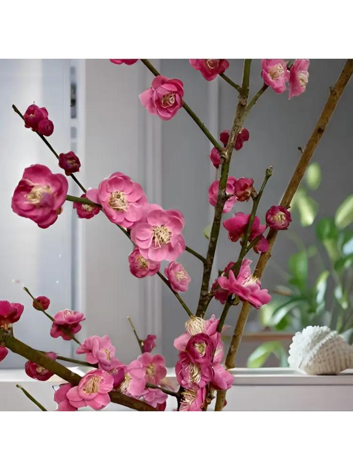柳桃花适合家养吗