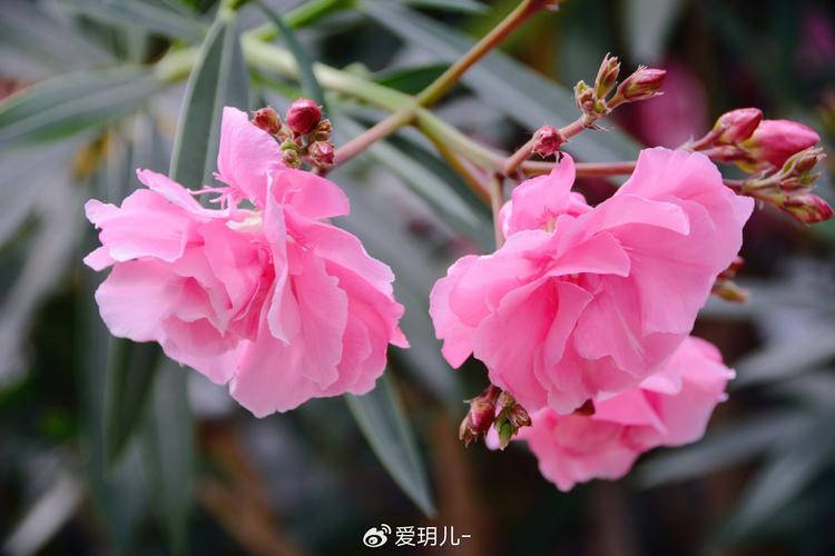 柳桃花是否适合家养呢?
