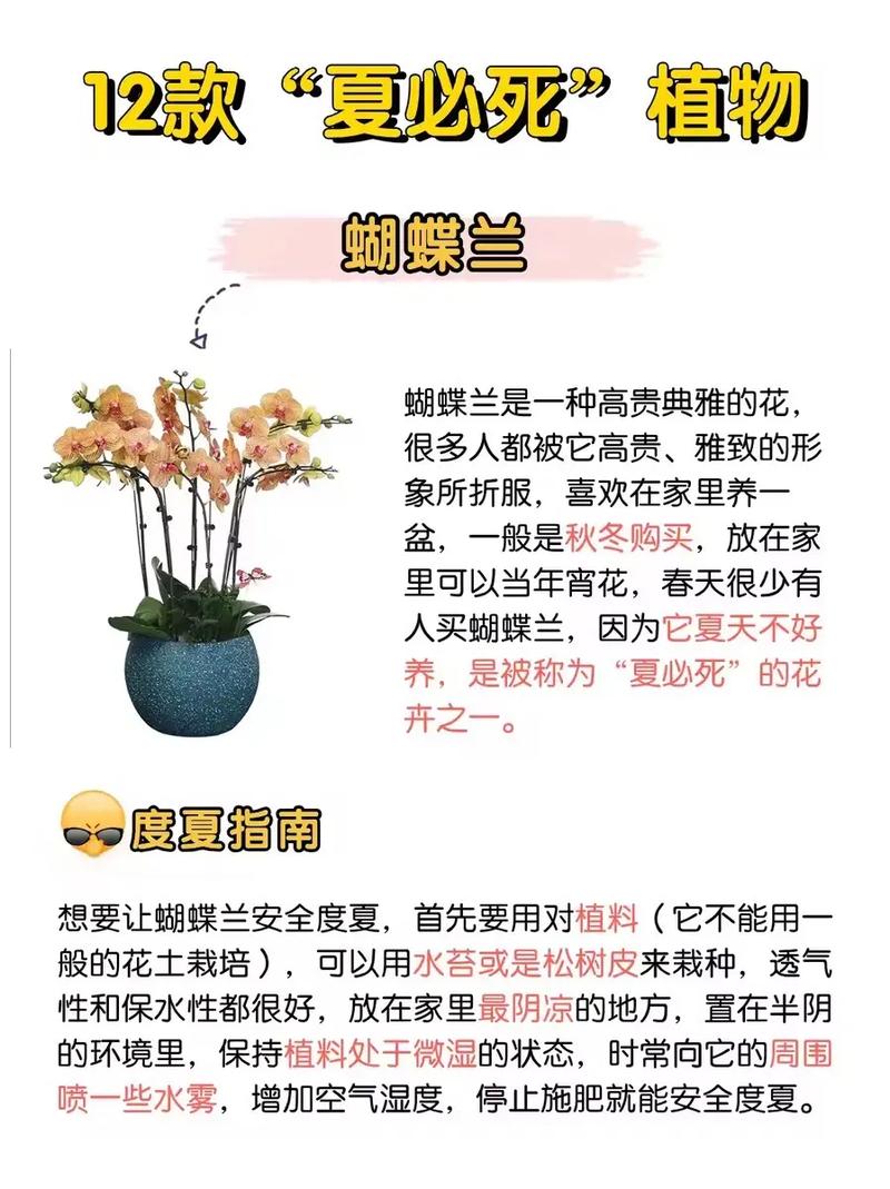 夏必死的多肉名单