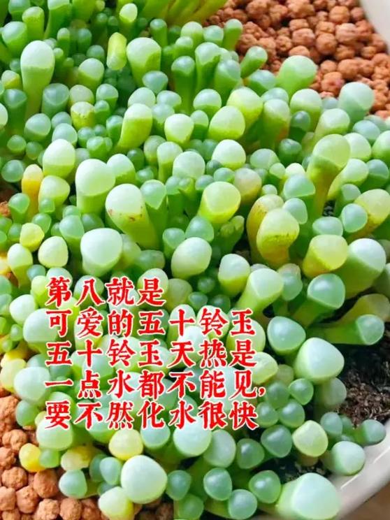 多肉夏必死清单