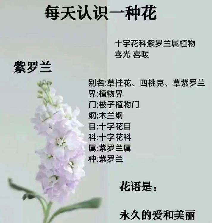 紫罗兰花语寓意是什么?