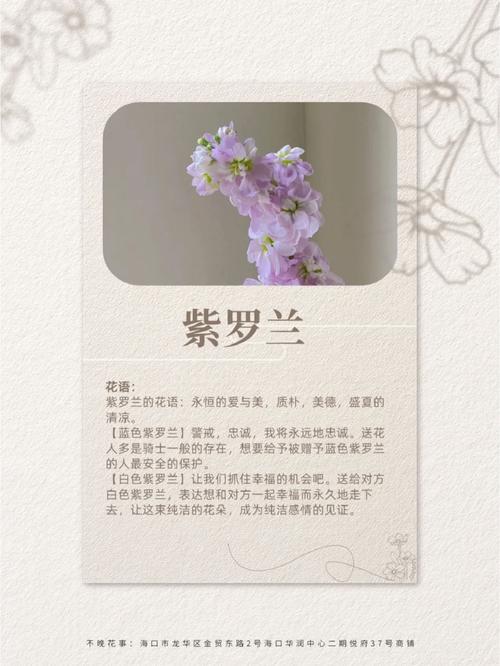 紫罗兰花语都代表什么意思