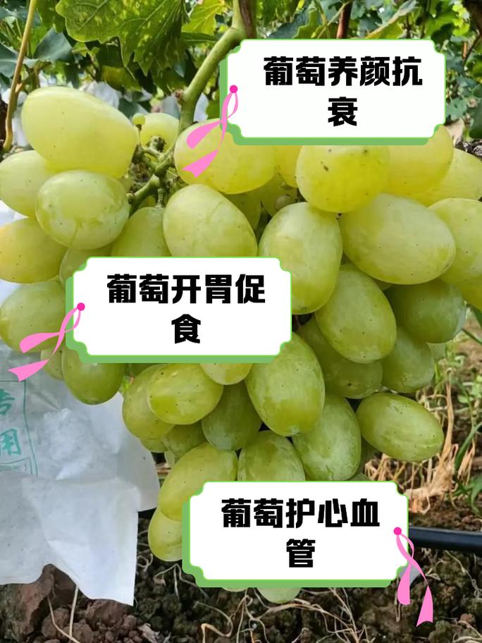 葡萄的营养价值和功效