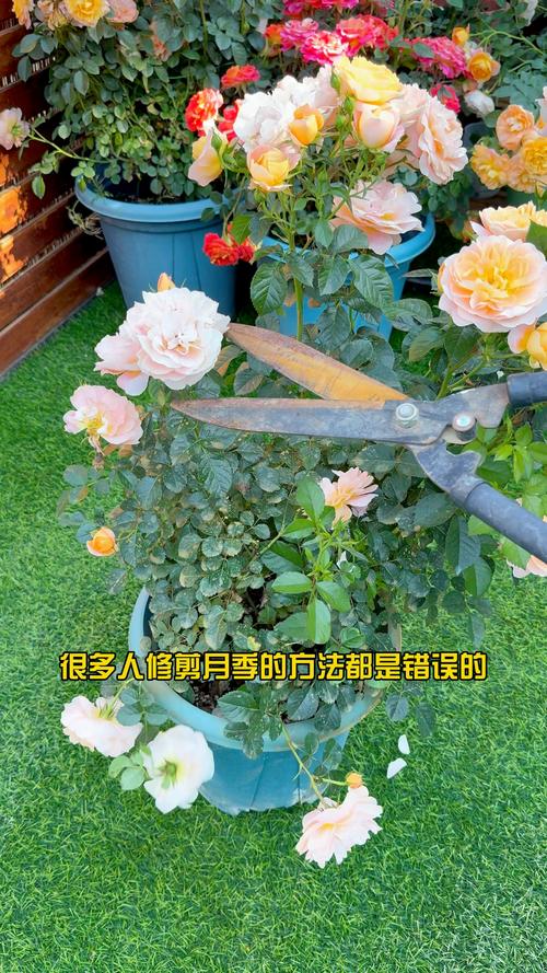 月季开花后怎么修剪才能多开花