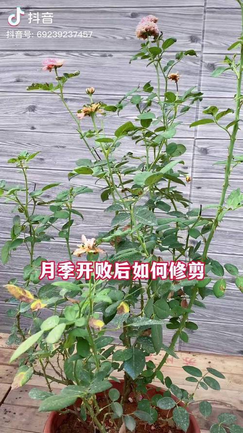 月季花开花后怎么修剪