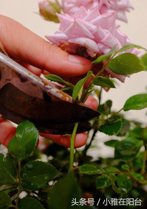 月季花开过之后怎样修剪?