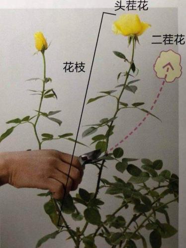 月季开完花后怎样剪枝才又开花