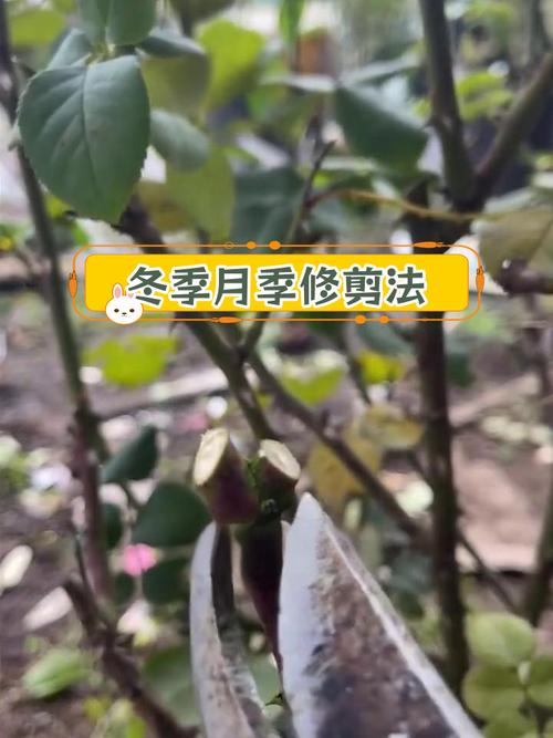 月季开花后如何修剪