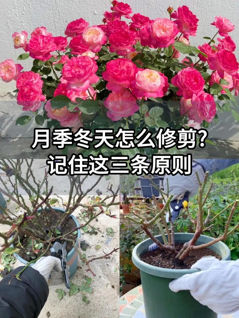 月季开花后怎么修剪