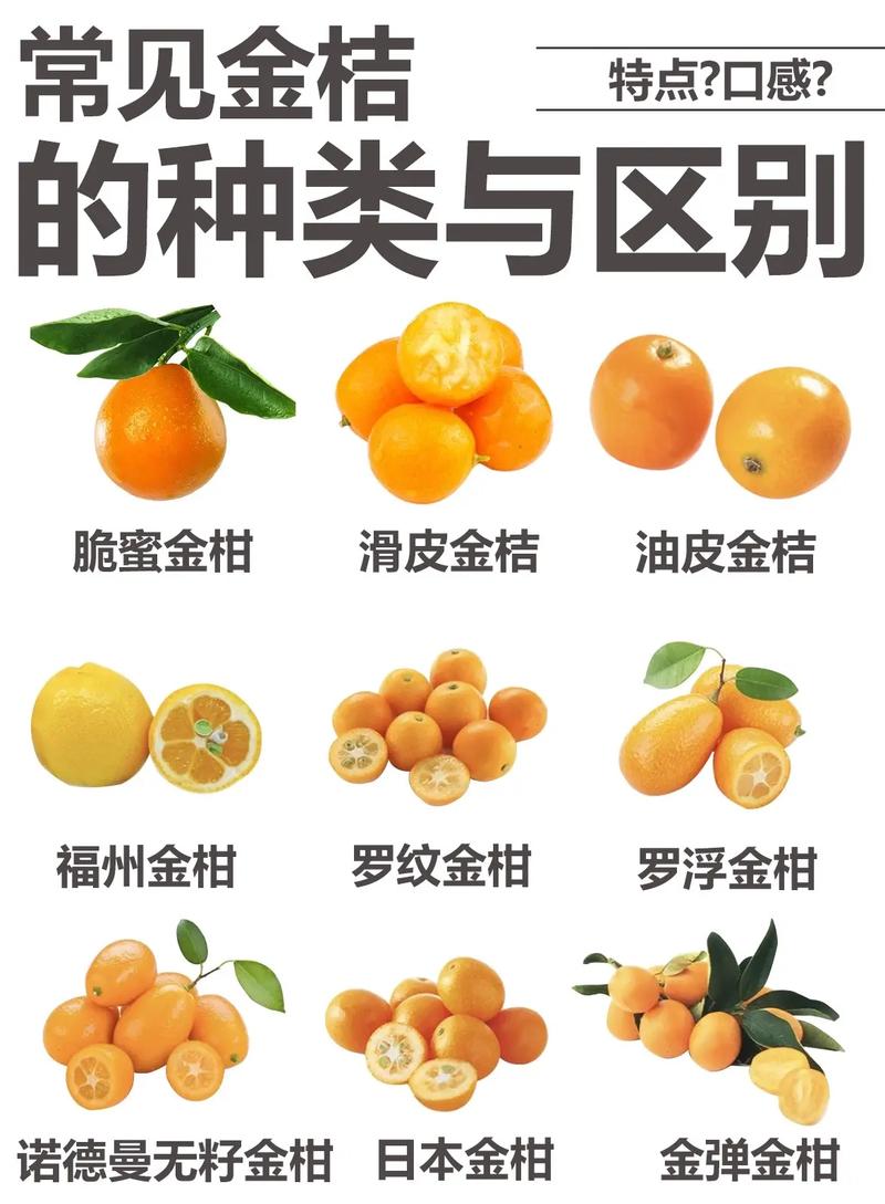 金桔功效与作用