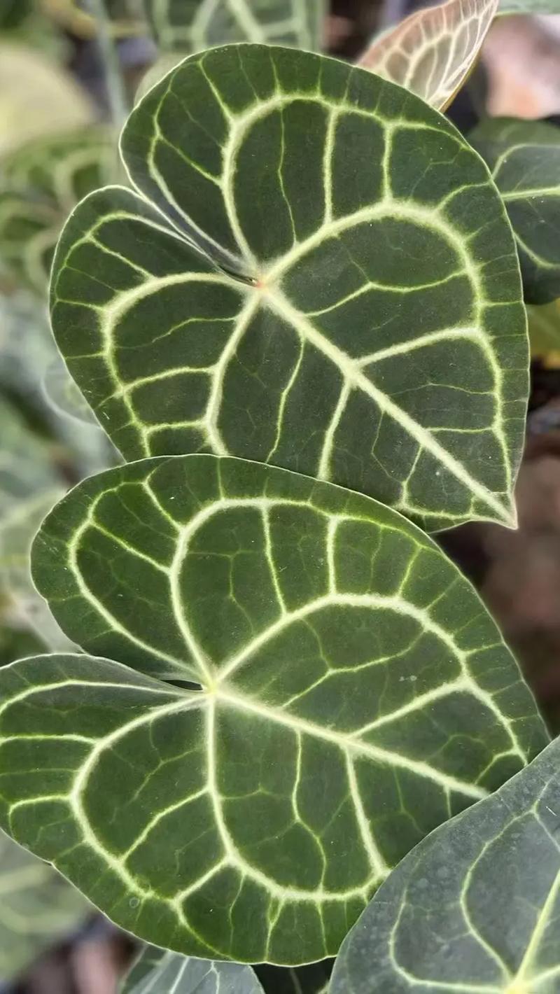水晶花烛的养殖方法及注意事项