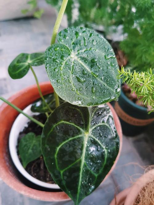 水晶花烛养护要点