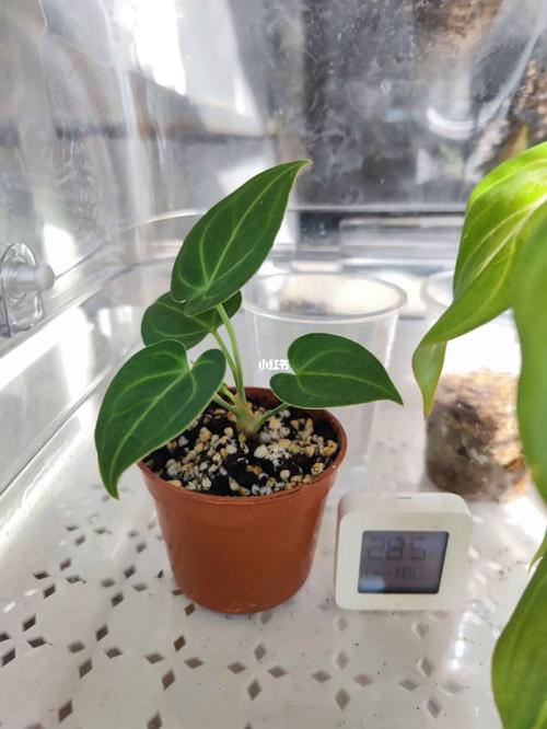 阳台如何养水晶花烛