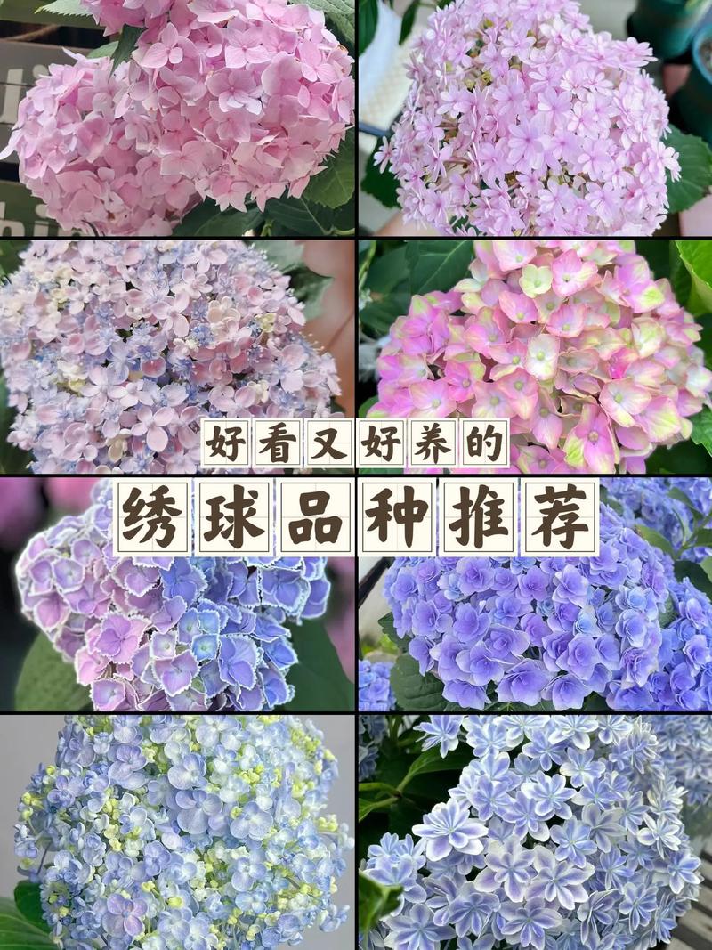 绣球花怎么养