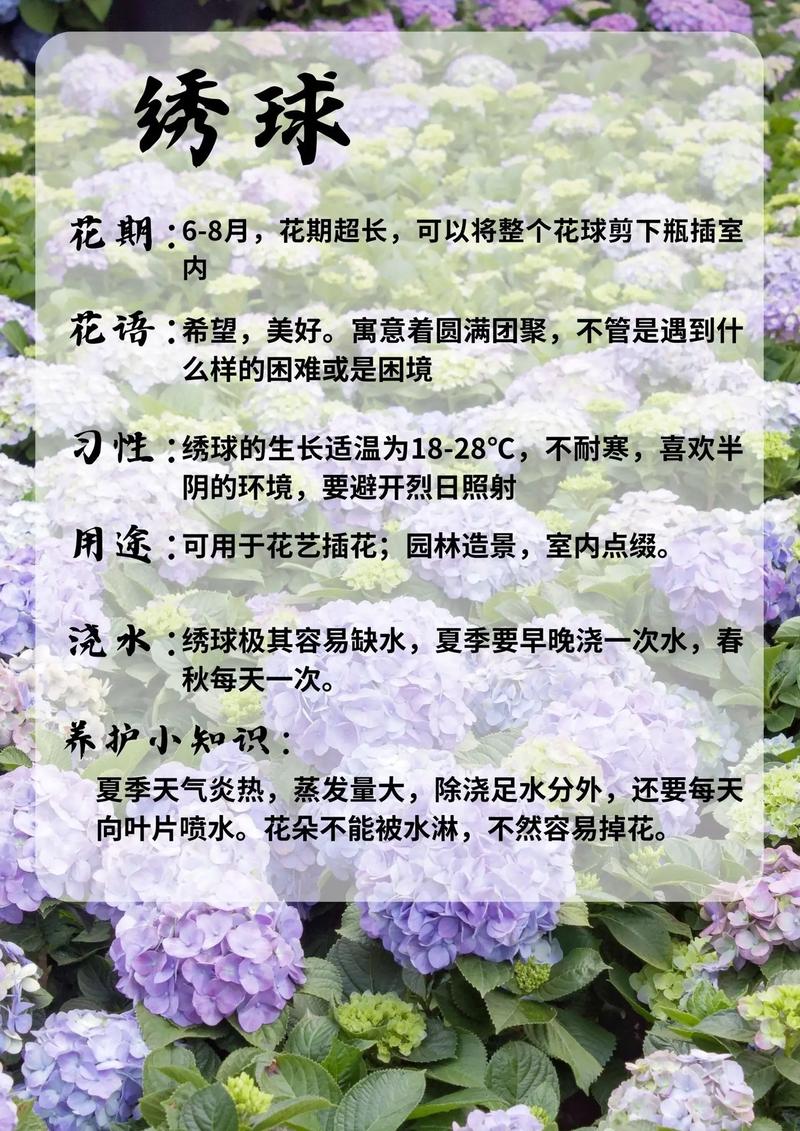 秋季如何养绣球