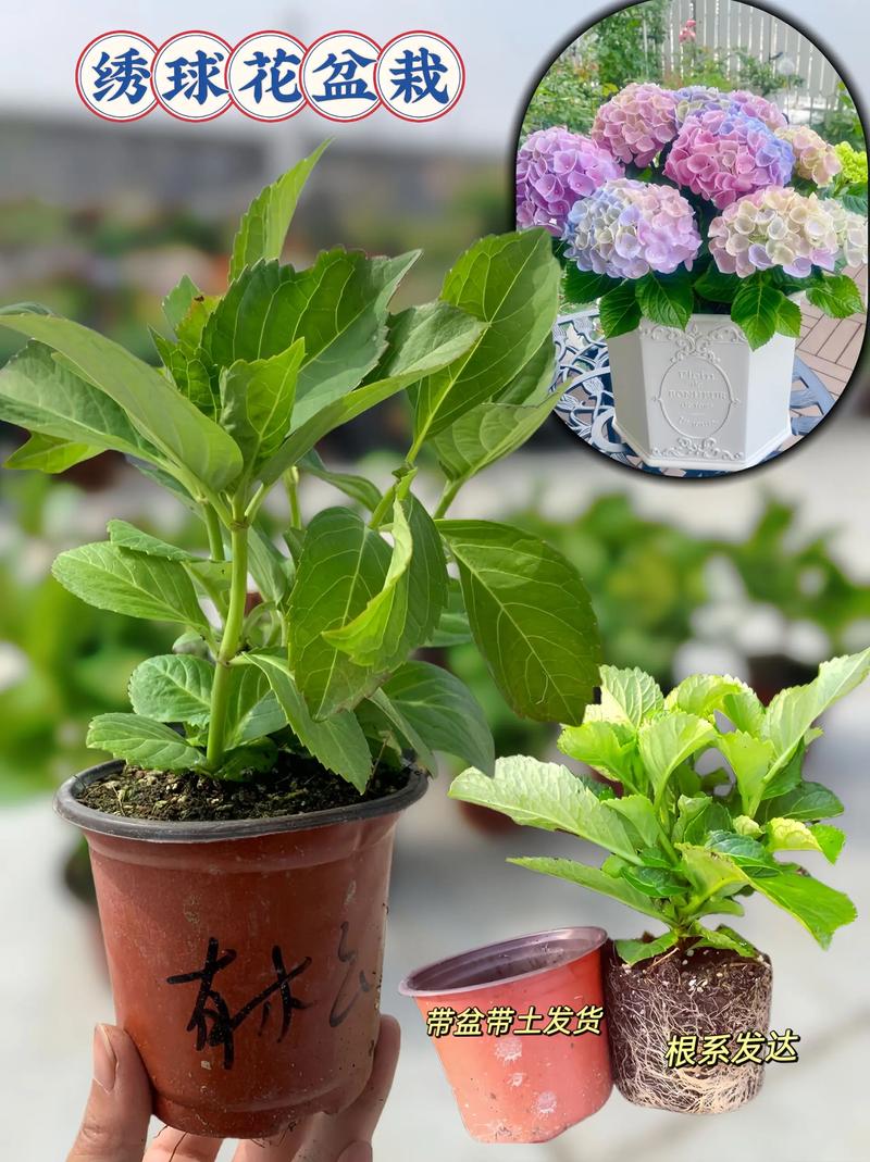 绣球花秋天怎么养