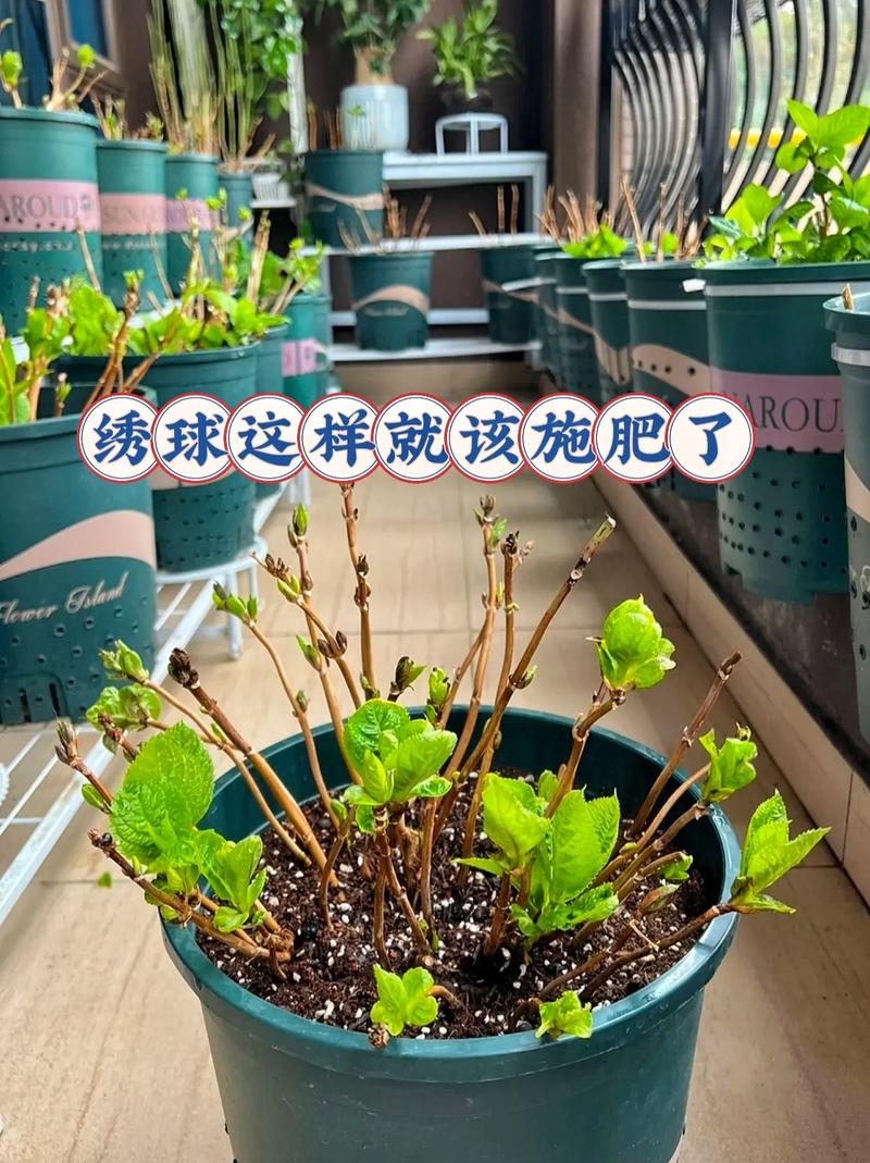 秋天绣球花的养殖方法和注意事项