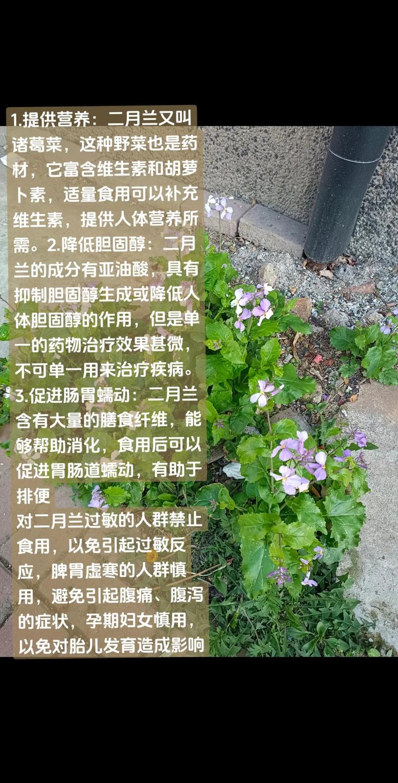 晒干的二月兰怎么吃