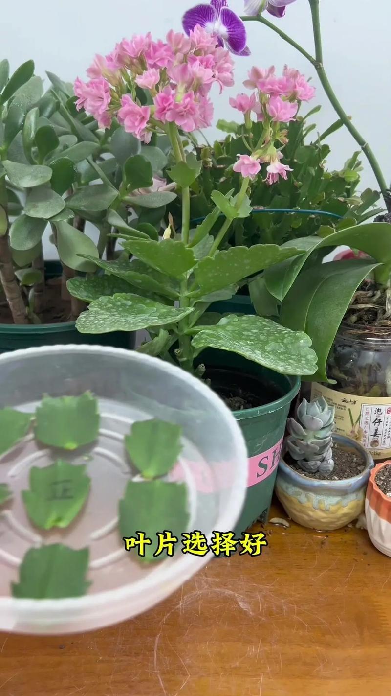 如何给蟹爪兰浇水而不烂根怎么做?