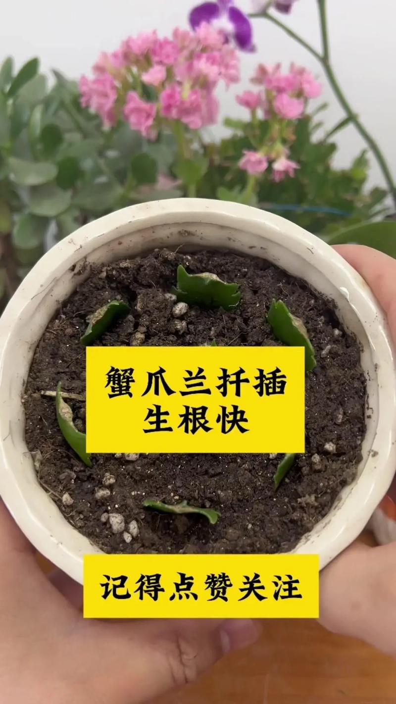 蟹爪兰怎样浇水不会烂根