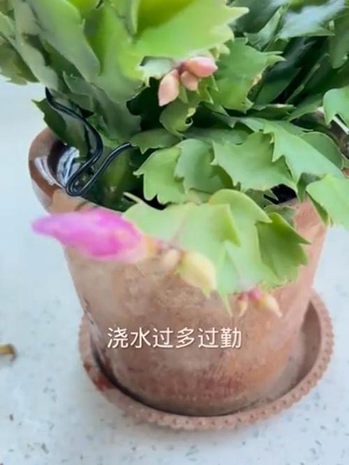 蟹爪兰怎么浇水不烂根,烂根怎么办