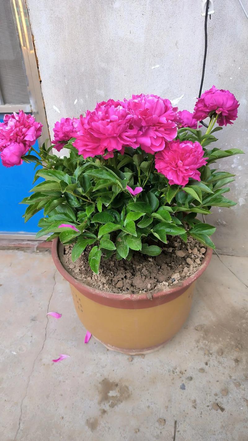 芍药病虫害的防治,芍药需要驱虫吗
