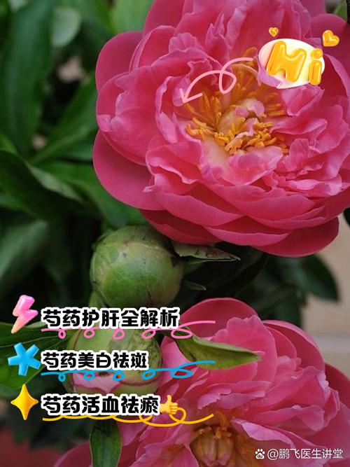 芍药生虫了怎么办(芍药防治病虫害的方法有哪些?)