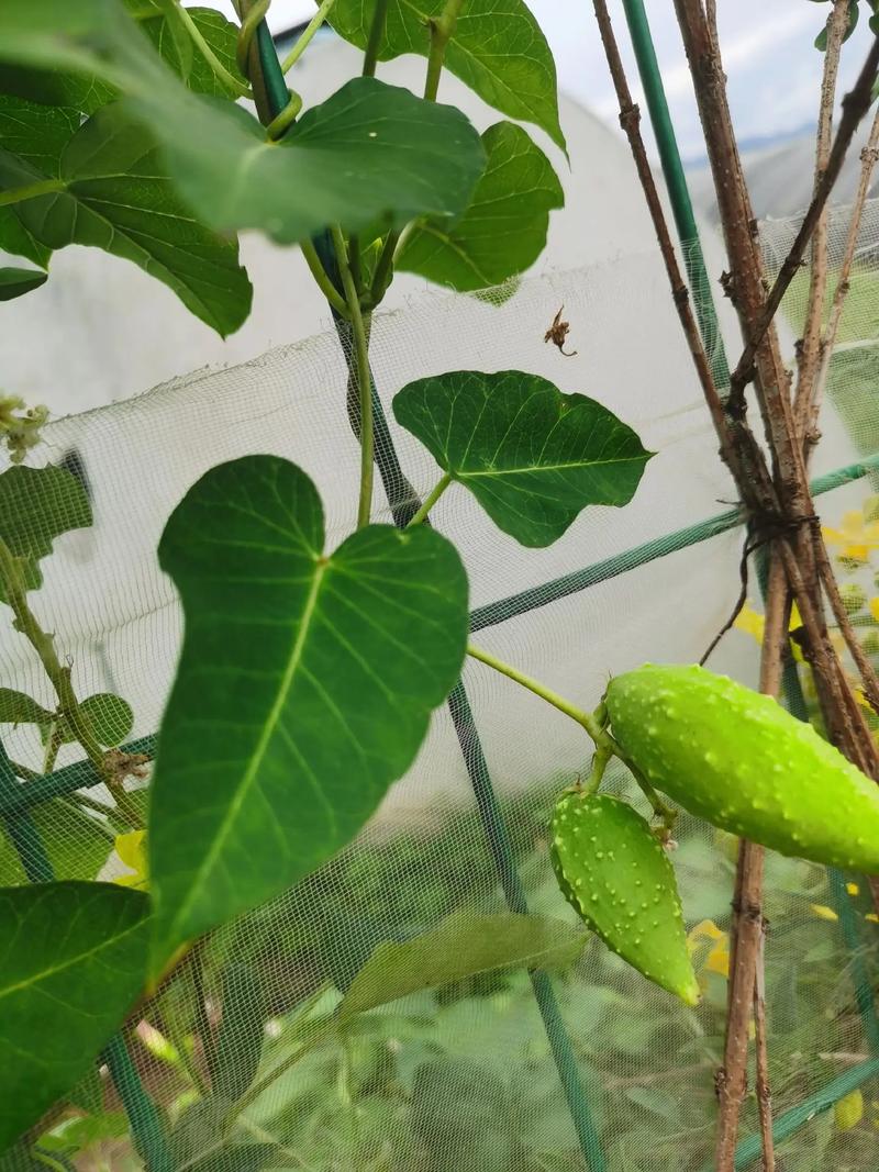 芍药虫害及防治方法,金龟子需消毒换土修剪病枝