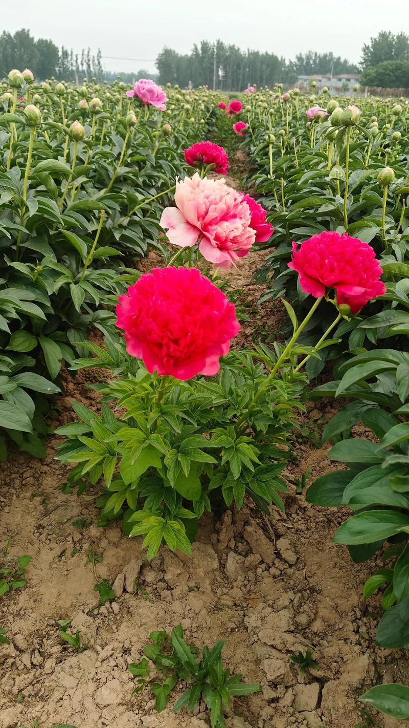芍药病虫害的防治方法