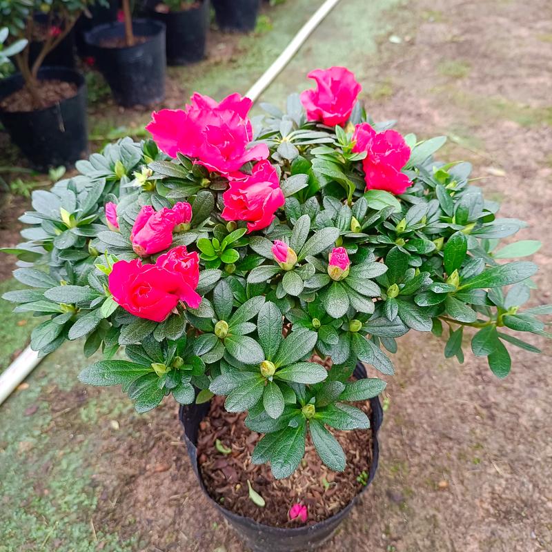 新买的杜鹃花怎么养?