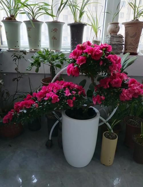 刚买的杜鹃花怎么养护,新买杜鹃花的养殖方法
