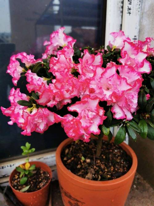 新买的杜鹃花怎么养