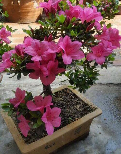 刚买回来的杜鹃花怎么养活