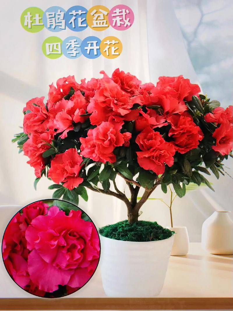 新买的杜鹃怎么养