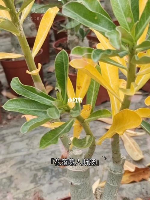 沙漠玫瑰叶子卷曲什么原因