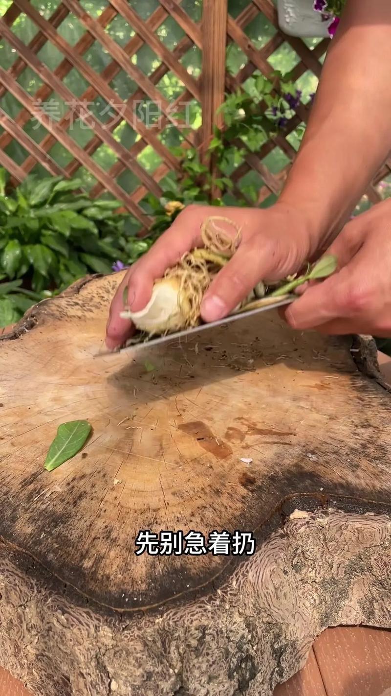 沙漠玫瑰叶片有点卷曲,但没影响开花,叶片边缘偶有少许焦边怎么回事啊...