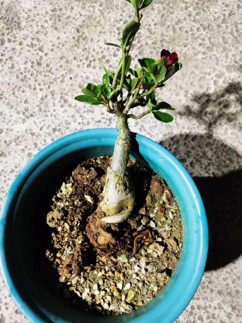 沙漠玫瑰花枝干腐烂怎么办?沙漠玫瑰新芽干枯怎么处理