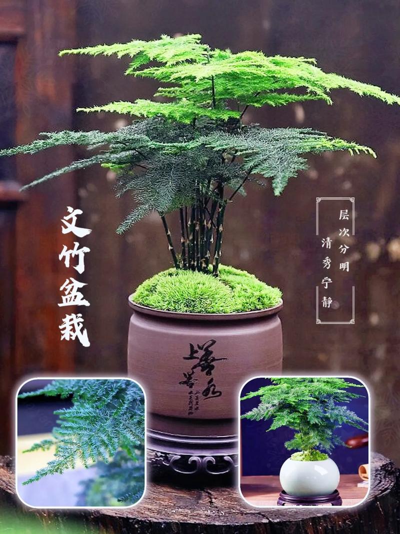 养文竹有什么好处,有风水禁忌吗